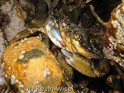 another crab from cullercoats, northeast english coast by Kevin Wise 